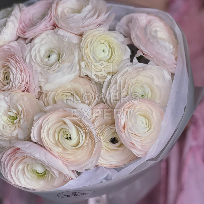Букет из 15 ранункулюсов "BISQUE"
