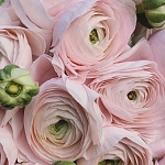 Ранункулюсы