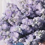 Дельфиниум