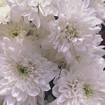 Хризантемы