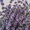Лаванда