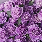 Лунная гвоздика