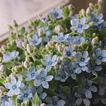 Оксипеталум