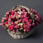 Корзины с кустовыми розами