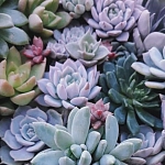 Суккуленты