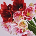 Амариллисы