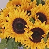 Подсолнухи